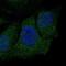 Neuronal protein 3.1 antibody, NBP1-84315, Novus Biologicals, Immunofluorescence image 