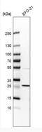 Ras Like Without CAAX 1 antibody, NBP2-49075, Novus Biologicals, Western Blot image 