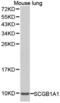 Secretoglobin Family 1A Member 1 antibody, abx001444, Abbexa, Western Blot image 