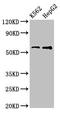 Fan1 antibody, CSB-PA619084LA01HU, Cusabio, Western Blot image 