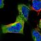 Synapse Associated Protein 1 antibody, HPA048047, Atlas Antibodies, Immunocytochemistry image 