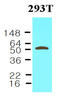 PBEF antibody, AM09041PU-S, Origene, Western Blot image 