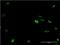 Distal-Less Homeobox 2 antibody, MA5-18739, Invitrogen Antibodies, Immunofluorescence image 