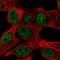 Protein Phosphatase 1 Regulatory Subunit 35 antibody, HPA021604, Atlas Antibodies, Immunofluorescence image 