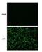 Japanese Encephalitis Virus NS4B  antibody, NBP2-42899, Novus Biologicals, Immunocytochemistry image 