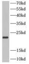 Neurotrophin 4 antibody, FNab05682, FineTest, Western Blot image 