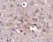 Protocadherin-18 antibody, 5081, ProSci Inc, Immunohistochemistry frozen image 