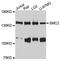 Structural maintenance of chromosomes protein 2 antibody, A10908, ABclonal Technology, Western Blot image 