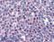 Forkhead Box C1 antibody, 45-603, ProSci, Enzyme Linked Immunosorbent Assay image 