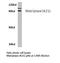 Suppression Of Tumorigenicity 14 antibody, LS-C177070, Lifespan Biosciences, Western Blot image 