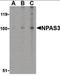 Neuronal PAS Domain Protein 3 antibody, orb86732, Biorbyt, Western Blot image 