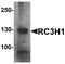 Ring Finger And CCCH-Type Domains 1 antibody, A06498, Boster Biological Technology, Western Blot image 