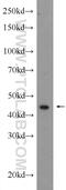 60S ribosomal protein L4 antibody, 11302-1-AP, Proteintech Group, Western Blot image 