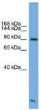 Kinesin Associated Protein 3 antibody, TA333860, Origene, Western Blot image 
