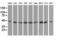 DnaJ Heat Shock Protein Family (Hsp40) Member A2 antibody, GTX84610, GeneTex, Western Blot image 