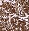 HIP-55 antibody, FNab02257, FineTest, Immunohistochemistry frozen image 