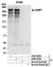 p53BP1 antibody, A303-906A, Bethyl Labs, Immunoprecipitation image 