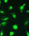 Sp1 Transcription Factor antibody, A00110-1, Boster Biological Technology, Immunofluorescence image 