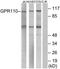Probable G-protein coupled receptor 110 antibody, TA316291, Origene, Western Blot image 
