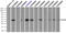 Fc-gamma-RIIa antibody, TA500648, Origene, Immunoprecipitation image 
