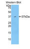 Apolipoprotein A2 antibody, LS-C292887, Lifespan Biosciences, Western Blot image 