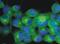 Tubulin Beta 3 Class III antibody, NB500-620, Novus Biologicals, Immunofluorescence image 