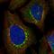 Ecotropic Viral Integration Site 5 antibody, HPA027339, Atlas Antibodies, Immunofluorescence image 
