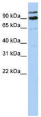 LON peptidase N-terminal domain and RING finger protein 3 antibody, TA330469, Origene, Western Blot image 
