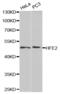 Hemojuvelin antibody, abx004090, Abbexa, Western Blot image 