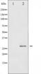 HSPB1 antibody, TA325545, Origene, Western Blot image 