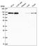 Transcriptional Regulating Factor 1 antibody, HPA051273, Atlas Antibodies, Western Blot image 
