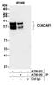 pp120 antibody, A700-090, Bethyl Labs, Immunoprecipitation image 