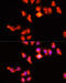 Homeobox A11 antibody, 18-891, ProSci, Immunofluorescence image 