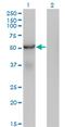 Sorting nexin-25 antibody, MA5-24494, Invitrogen Antibodies, Western Blot image 