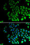 Piwi Like RNA-Mediated Gene Silencing 1 antibody, abx126369, Abbexa, Immunofluorescence image 