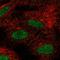 FLT3 Interacting Zinc Finger 1 antibody, HPA074026, Atlas Antibodies, Immunofluorescence image 
