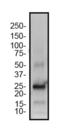 Methylcytosine dioxygenase TET3 antibody, NBP2-59669, Novus Biologicals, Western Blot image 