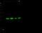 Acidic Nuclear Phosphoprotein 32 Family Member A antibody, 11942-T62, Sino Biological, Western Blot image 