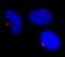 Pericentrin antibody, IHC-00264, Bethyl Labs, Immunocytochemistry image 