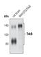 Neurotrophic Receptor Tyrosine Kinase 2 antibody, MA5-14903, Invitrogen Antibodies, Western Blot image 