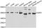 Death Associated Protein 3 antibody, abx006875, Abbexa, Western Blot image 
