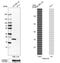 Peroxiredoxin Like 2A antibody, NBP2-48573, Novus Biologicals, Western Blot image 