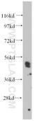 H2.0 Like Homeobox antibody, 14336-1-AP, Proteintech Group, Western Blot image 