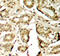 Myocyte Enhancer Factor 2A antibody, LS-C336040, Lifespan Biosciences, Immunohistochemistry paraffin image 