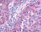 Serine/threonine-protein kinase PAK 6 antibody, TA340992, Origene, Immunohistochemistry frozen image 