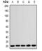 Ring Finger Protein 5 antibody, abx142198, Abbexa, Western Blot image 