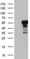 LIM Homeobox 4 antibody, TA809562S, Origene, Western Blot image 