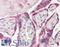 Extended Synaptotagmin 1 antibody, LS-B8299, Lifespan Biosciences, Immunohistochemistry frozen image 