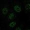 Radial Spoke Head Component 1 antibody, NBP1-89839, Novus Biologicals, Immunofluorescence image 