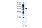 Zinc Finger Protein 541 antibody, 27-279, ProSci, Western Blot image 